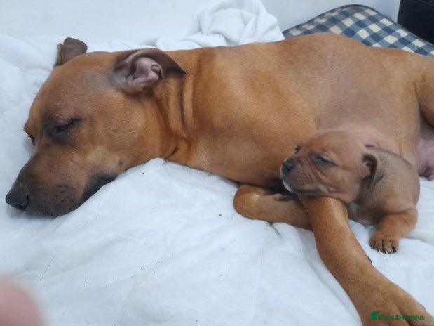 Staffordshire Bull Terrier dogs - Advert 3