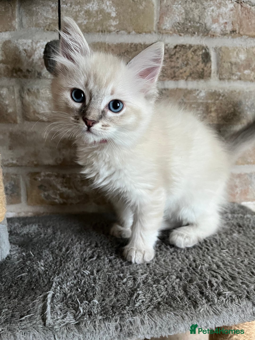 Ragdoll cats for sale: One female Ragdoll left  in Cambridge - Image 5