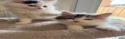 Ragdoll cats for sale: Beautiful Ragdoll kittens - Advert 4