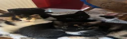 Mixed Breed cats for sale: 2 male, 4 female kittens are looking for home - Advert 2