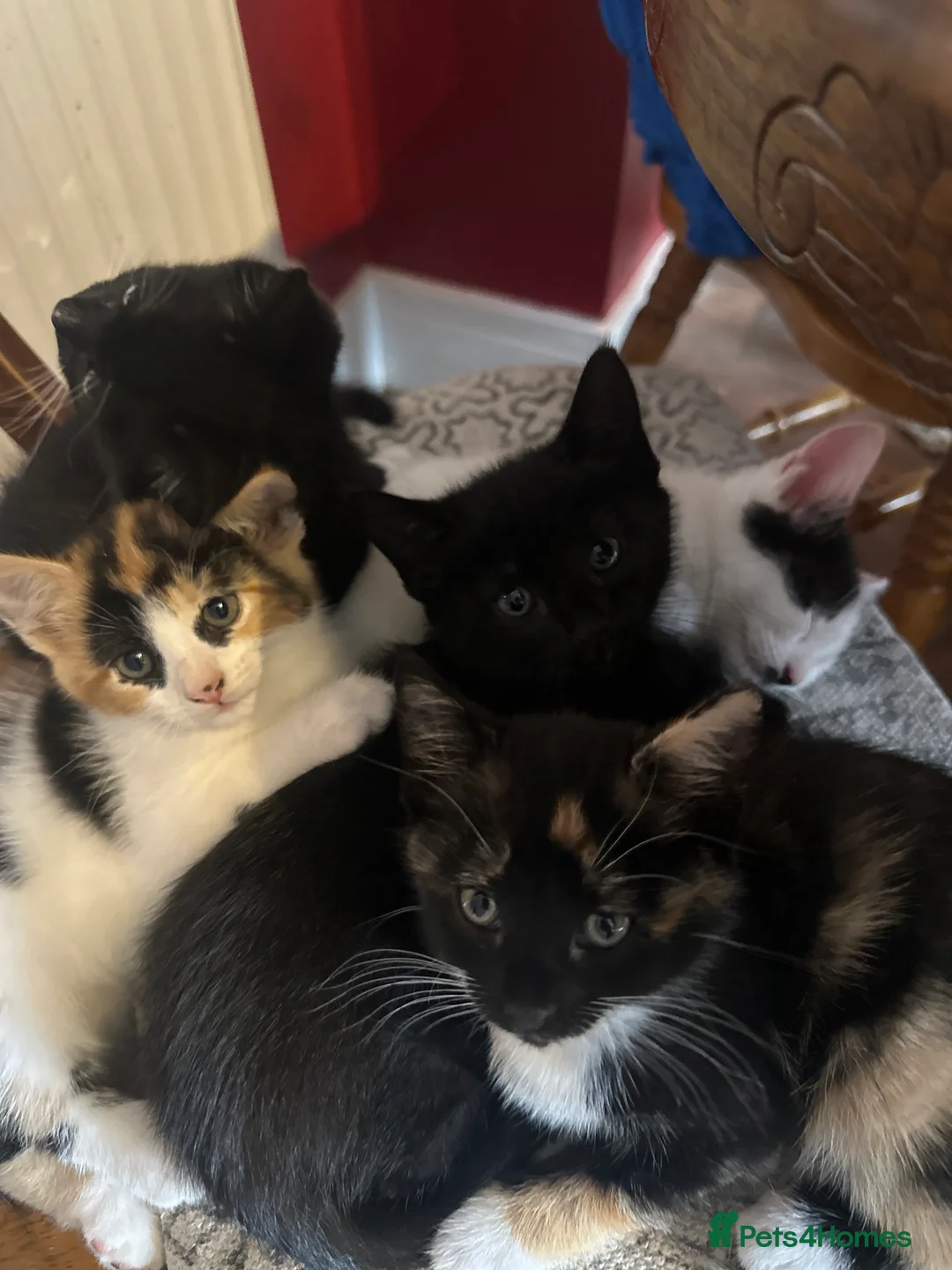 Mixed Breed cats for sale: 2 male, 4 female kittens are looking for home - Advert 2