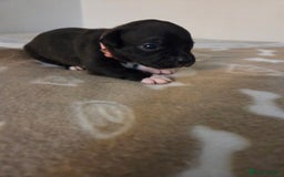 Staffordshire Bull Terrier dogs for sale: Beautiful litter of 9 Staffs  - Image 9