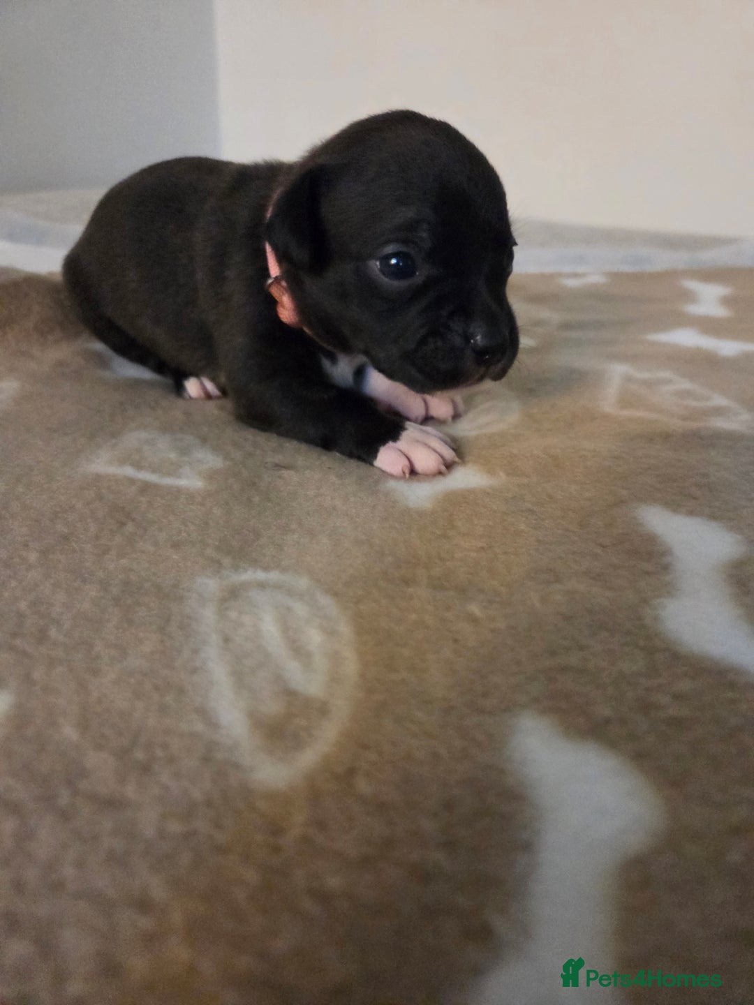 Staffordshire Bull Terrier dogs for sale: Beautiful litter of 9 Staffs  - Image 9
