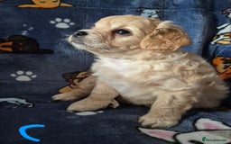 Mixed Breed dogs for sale: F1 Cockapoo and Maltipoo hybrid - Image 14