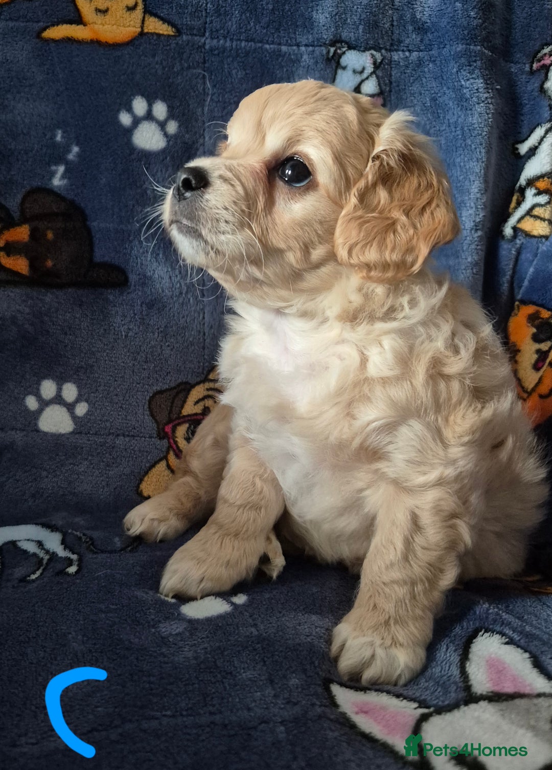 Mixed Breed dogs for sale: F1 Cockapoo and Maltipoo hybrid - Image 14