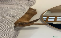 Mixed Breed rabbits for sale: Extremely loving and friendly rabbit - Image 5