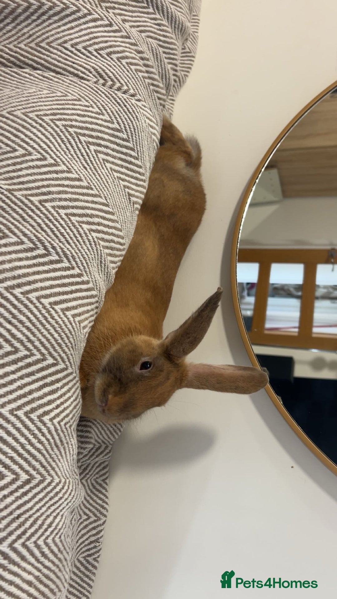 Mixed Breed rabbits for sale: Extremely loving and friendly rabbit - Image 5