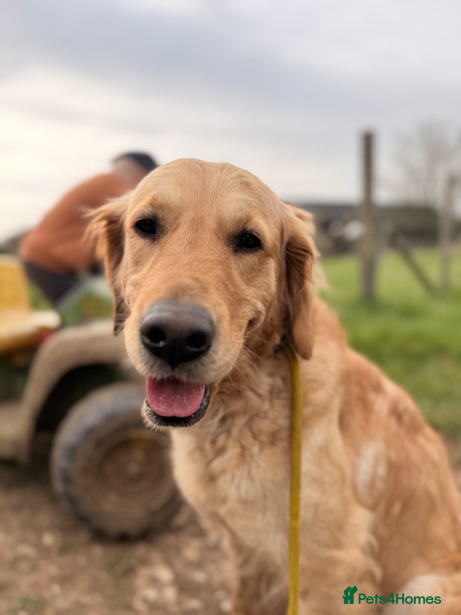 Golden Retriever dogs for sale: Beautiful Golden Retriever Puppys - Advert 6