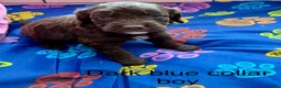 Sproodle dogs for sale: Sproodle Puppies from experienced, licensed breedr - Advert 22
