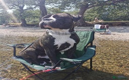 Cane Corso dogs for stud: 4yo male for stud - Image 3