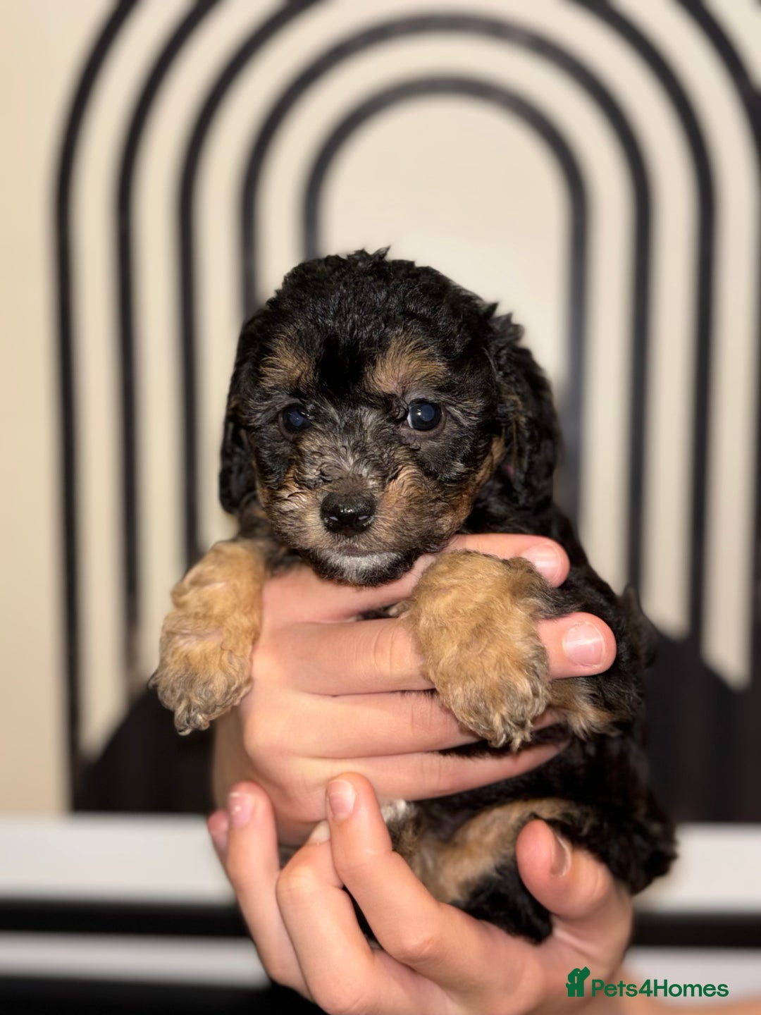 Poochon dogs for sale: Beautiful Poochon’s  - Advert 2