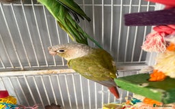 Ringnecks birds for sale: Bird pair and cage  - Image 5