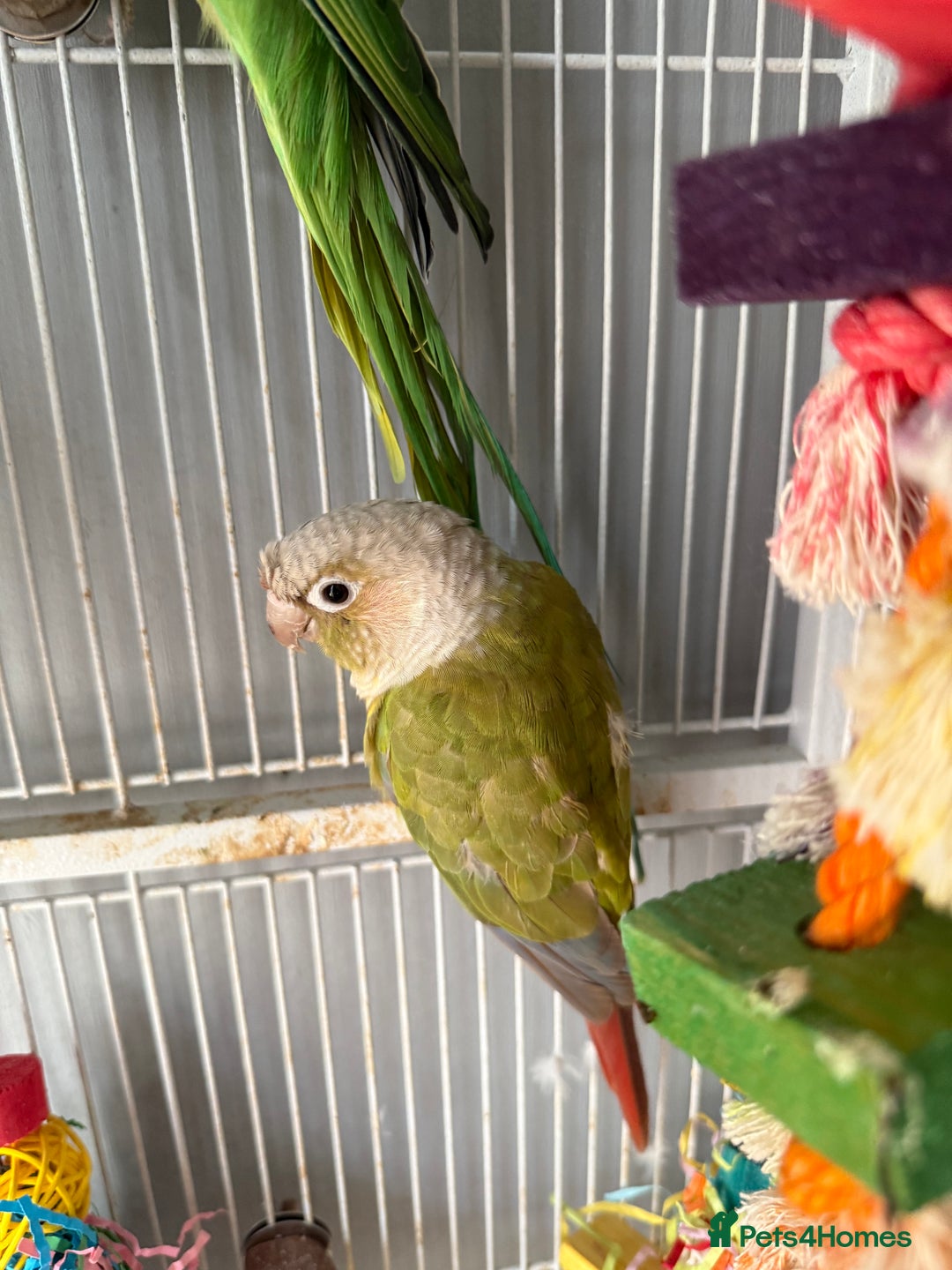 Ringnecks birds for sale: Bird pair and cage  - Image 5