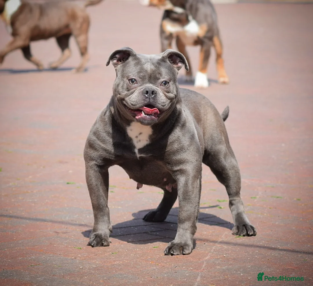 Olde English Bulldogge dogs for sale: 23 years Professionals 5⭐️Rated Licensed.  - Advert 6