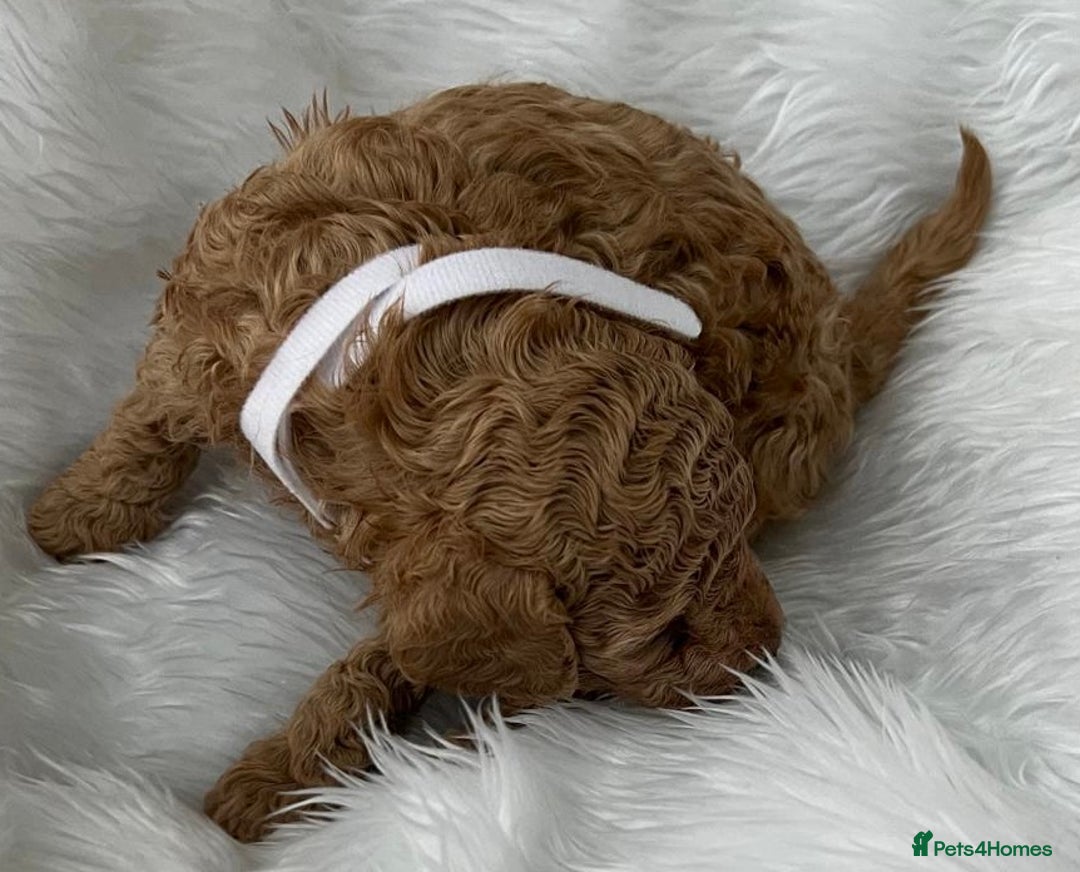 Cavapoo dogs for sale: Adorable Cavapoo Puppies - Parents Health Tested - Image 6
