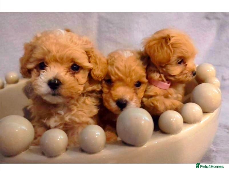 Maltipoo dogs Beautiful Very Tiny F1B maltipoos - Advert 8