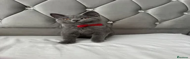 British Shorthair ❤️