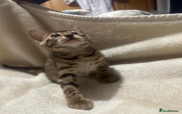 Bengal cats for sale: Beautiful bengals  - Advert 14