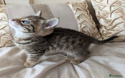 Bengal cats for sale: Purebred Spotted Bengal Kittens Brown Charcoal - Image 12