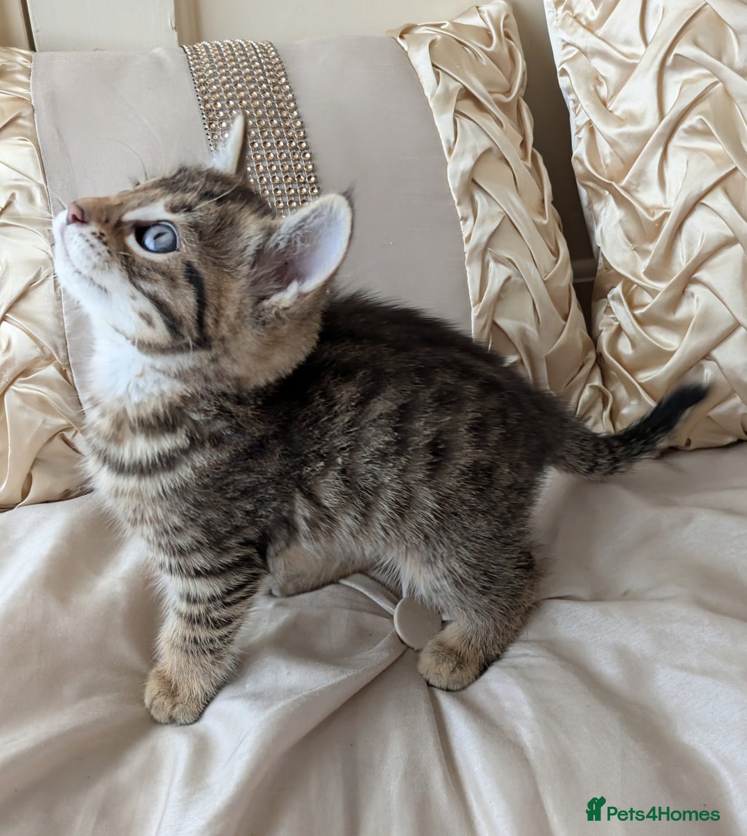 Bengal cats for sale: Purebred Spotted Bengal Kittens Brown Charcoal - Image 12