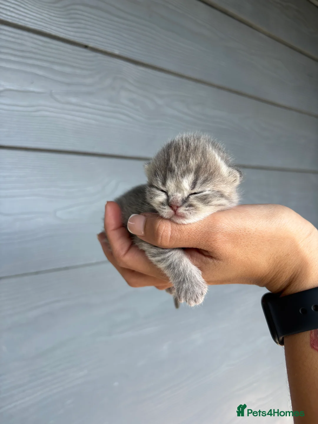 British Shorthair cats for sale: Adorable British Shorthair Kittens-Born 1st April  in Walsall - Advert 2
