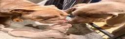 Mixed Breed dogs for sale: Beautiful Bullmaraner Puppies x 5  - Advert 3