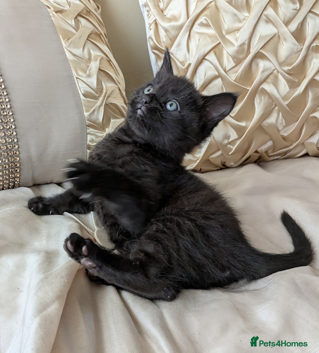Bengal cats for sale: Purebred Spotted Bengal Kittens Brown Charcoal - Image 18