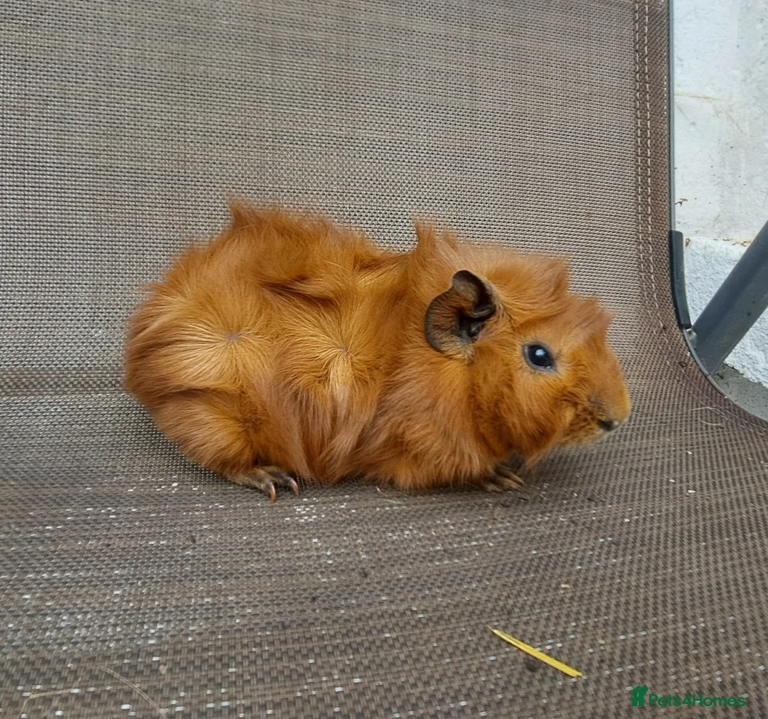 Guinea Pig rodents for sale: Baby guineas in Norwich - Advert 6