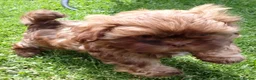 Shih Tzu dogs for sale: Stunning KC registered Imperial Shih Tzu puppies - Advert 3