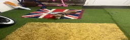 Miniature Dachshund dogs for sale: KC Registered Isabella Miniature Dachshund Girl  in Doncaster - Advert 6