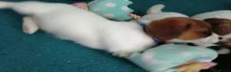 Jack Russell dogs for sale: Litter of 4 jack Russell puppies in Bolton - Advert 5
