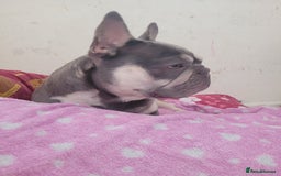French Bulldog dogs for sale: French bulldog needs rehoming  - Image 1