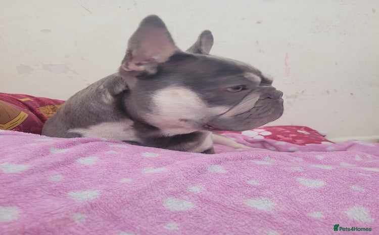 French Bulldog dogs - Advert 2