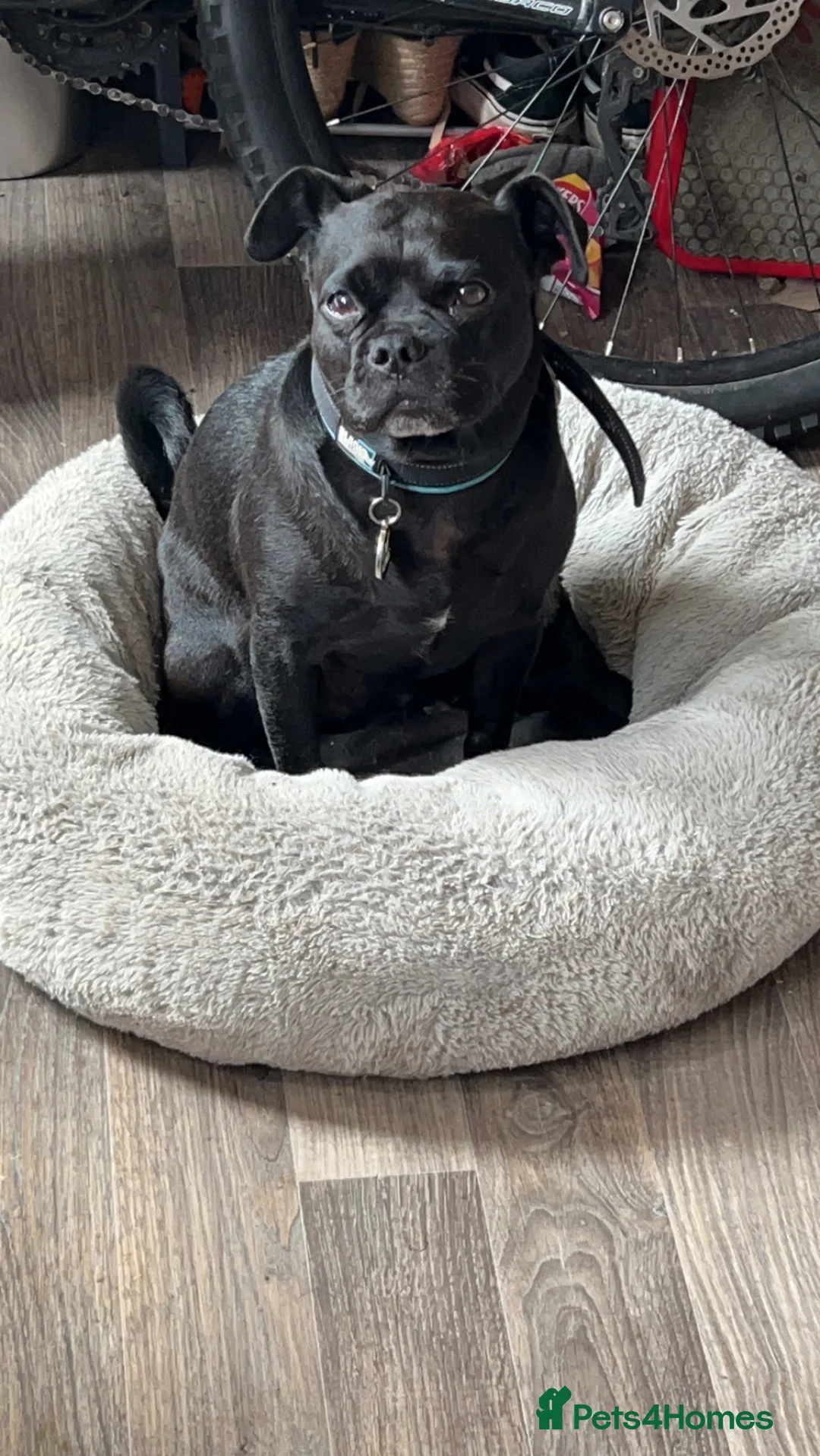 Mixed Breed dogs for sale: Larry  - Advert 2