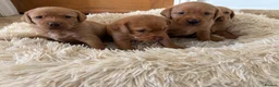 Labrador Retriever dogs for sale: Fox Red Labrador pups - Advert 8
