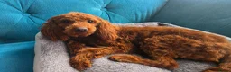 Toy Poodle dogs for sale: Gorgeous red female Toy poodle in Horsham - Advert 3