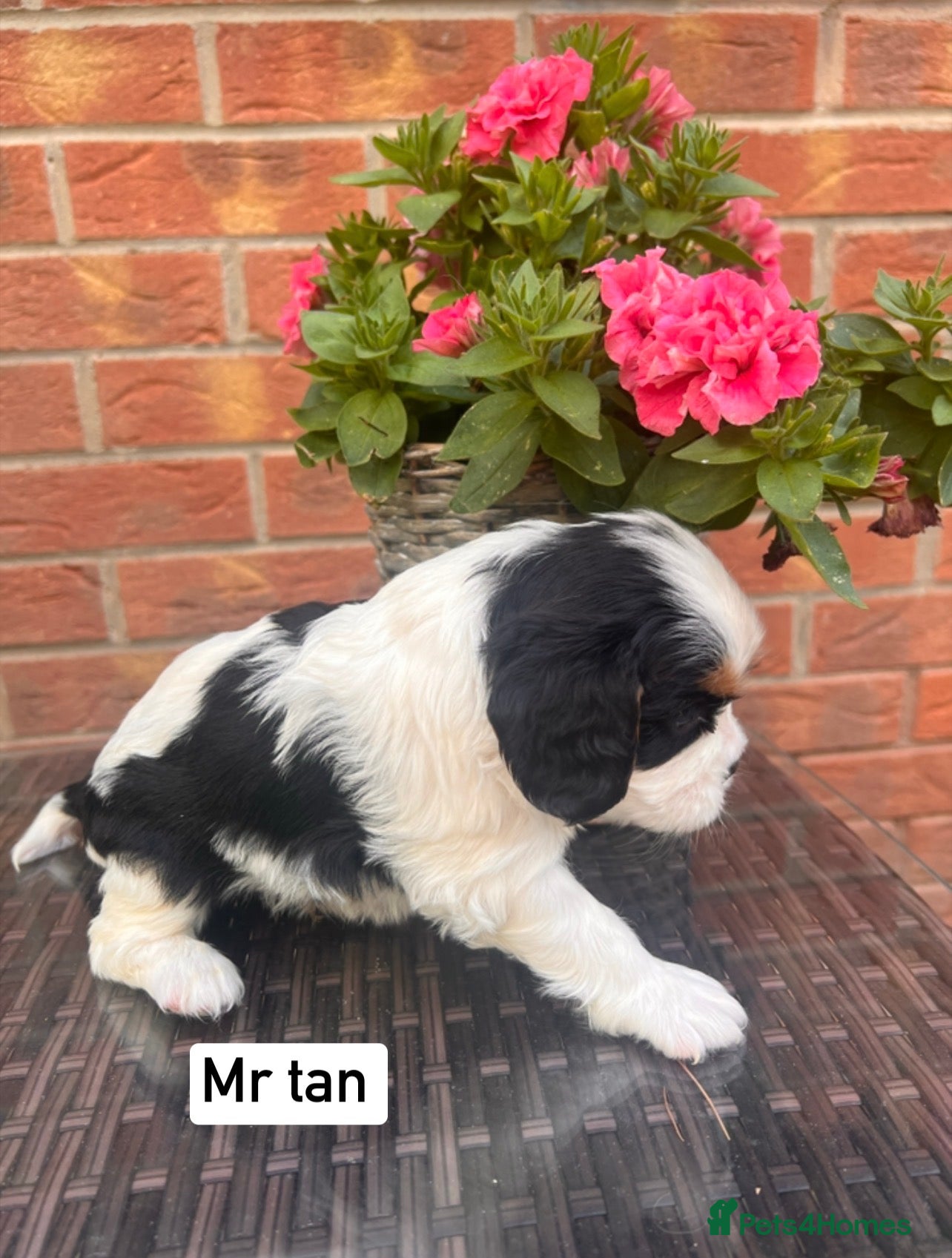 Cavalier King Charles Spaniel dogs KC REG LITTER OF 4 DNA CLEAR 🐶 🤩 PUPPIES  - Advert 2