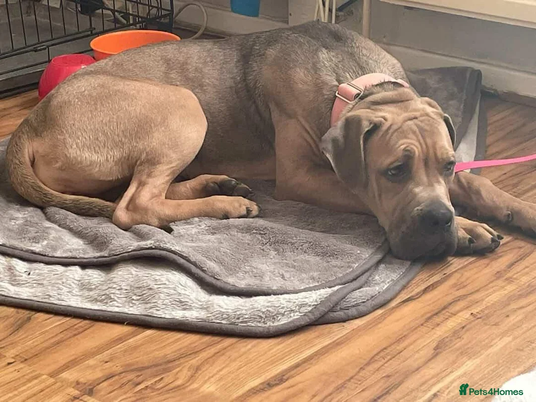 Cane Corso dogs for sale: Female cane corso  - Advert 1