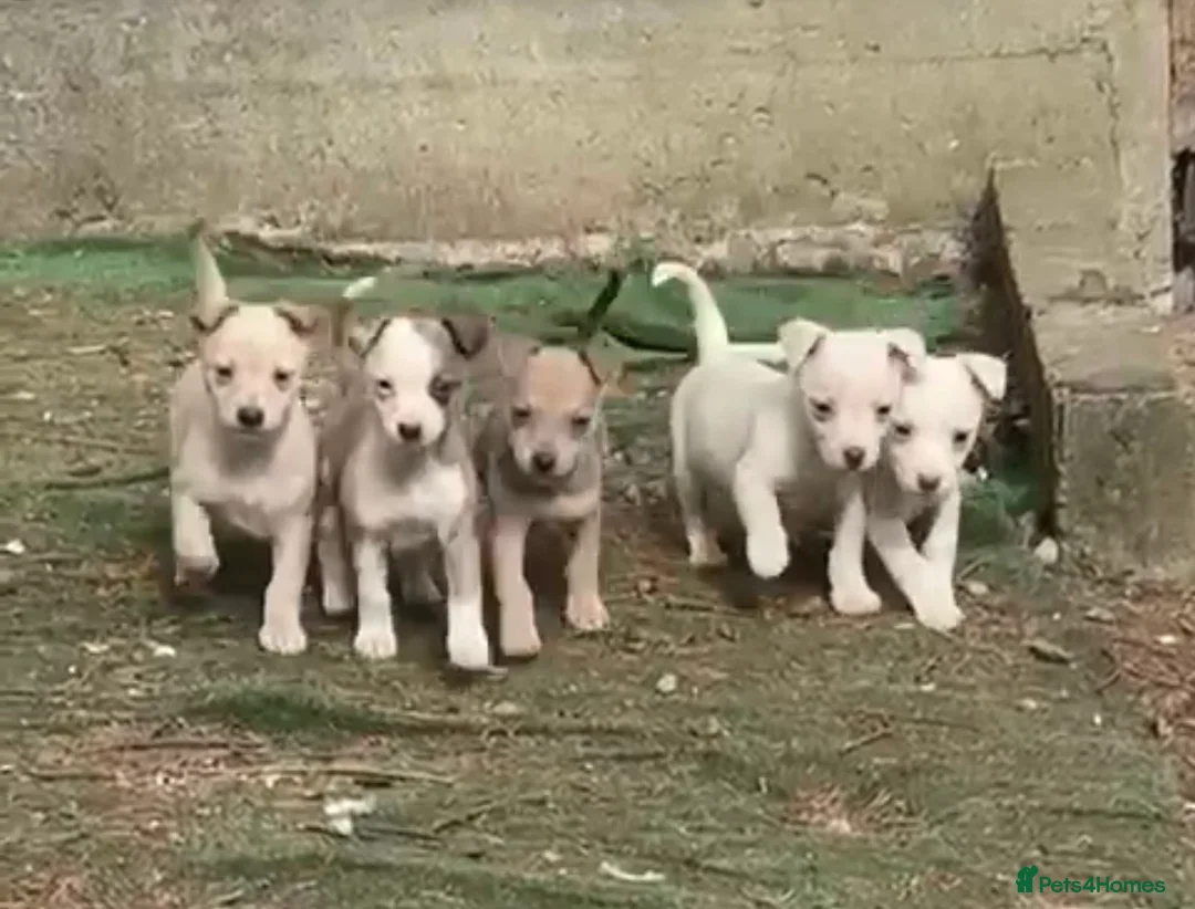 Mixed Breed dogs for sale: Chihuahua cross Whippet Puppies  - Advert 9