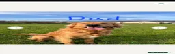 Golden Retriever dogs for sale: KC Registered Golden Retriever Pups Ready 7th June - Advert 6