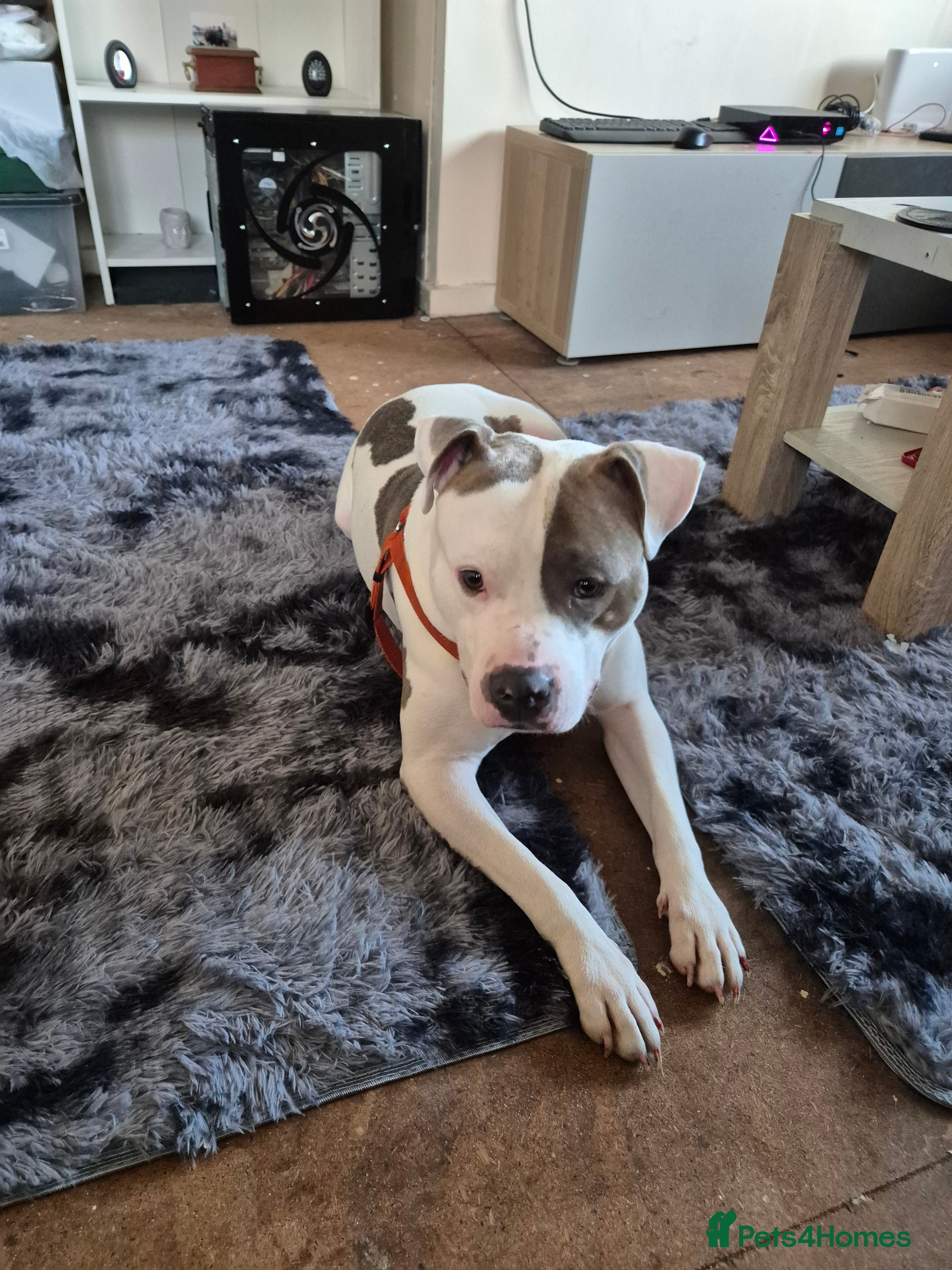 American Bulldog dogs Gromit  - Advert 2