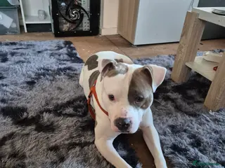 American Bulldog dogs Gromit - Advert 2