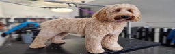 Australian Labradoodle dogs for sale: WALA Superior Australian Labradoodles-Remaining 2 - Advert 7
