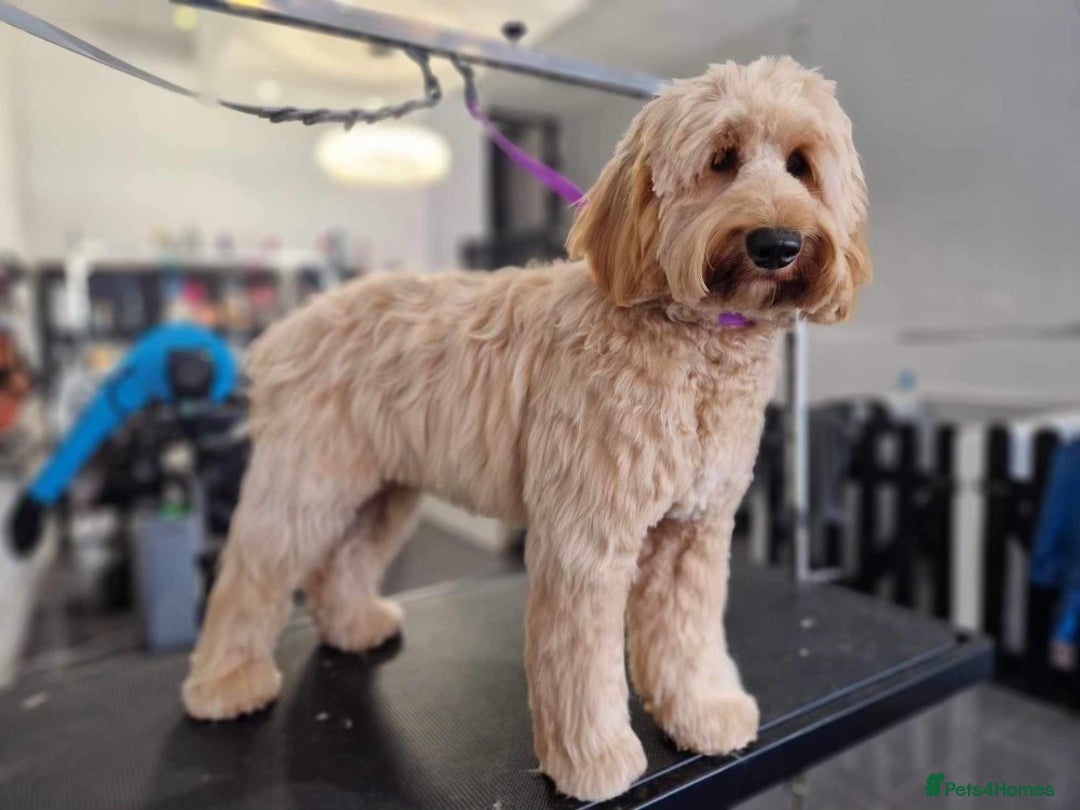 Australian Labradoodle dogs for sale: Superior Australian Labradoodles Due October - Image 5