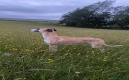 Mixed Breed dogs for sale: Female lurcher x - Advert 5