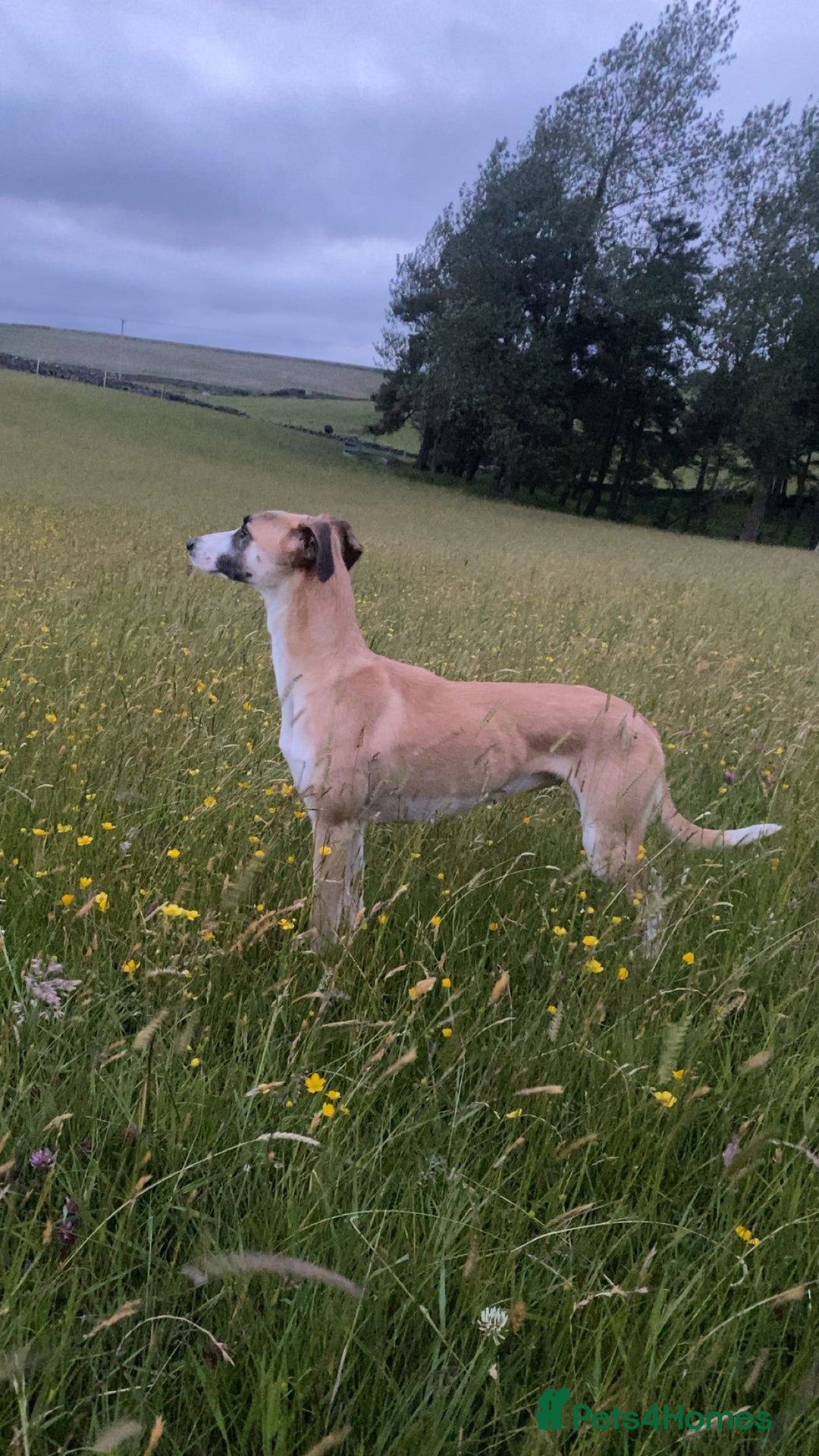 Mixed Breed dogs for sale: Female lurcher x - Advert 5