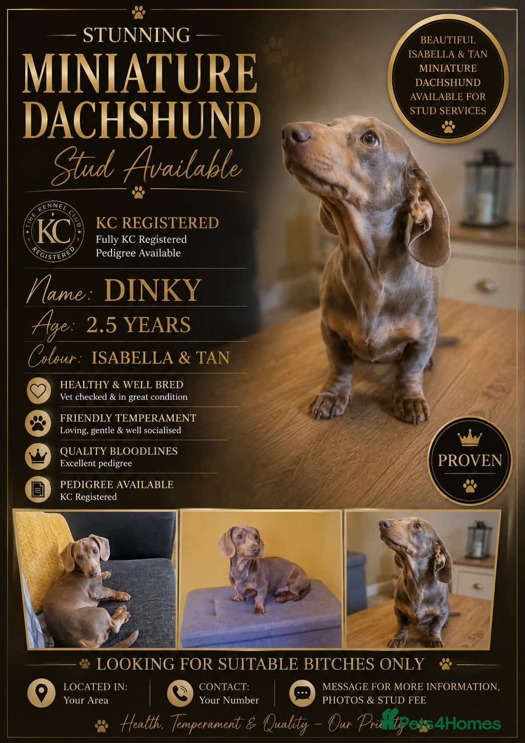 Miniature Dachshund dogs Minature dashound isabella and tan for stud - Advert 6
