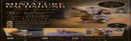 Miniature Dachshund dogs for stud: Minature dashound isabella and tan for stud - Advert 2