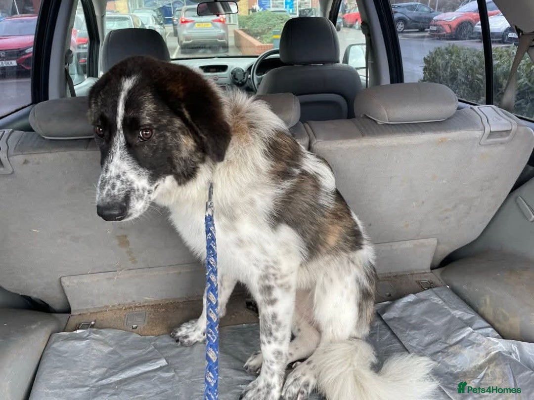 Mixed Breed dogs for adoption: Meet Penny, currently residing in Cheshire  - Advert 5