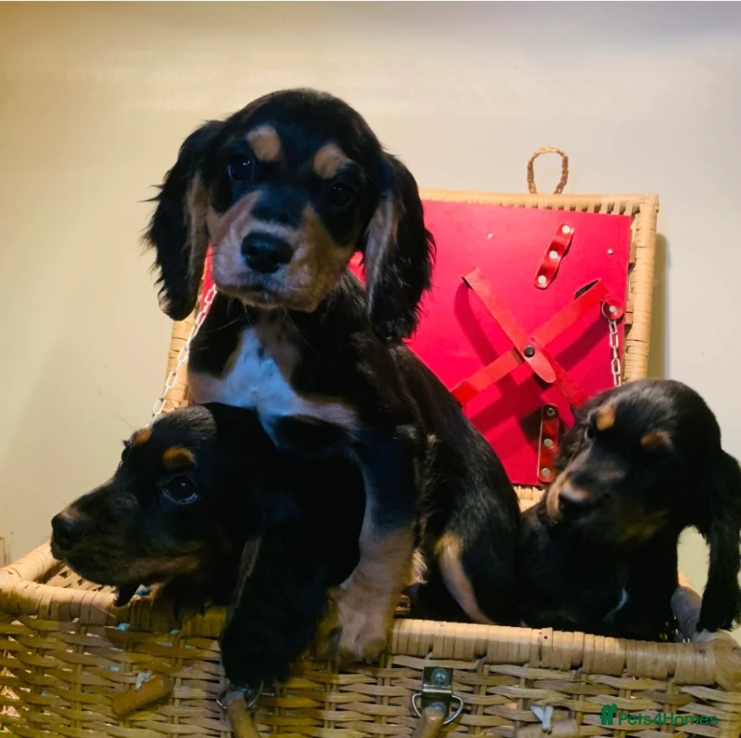Cocker Spaniel dogs for sale: 3 Game-keeper bred Working Cocker Spaniel pups in Knighton - Advert 1